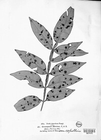 Mycosphaerella rhois image